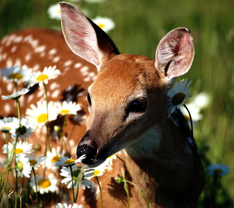 Lovely Spotted Deer Smelling Flowers, spotted deer, smelling, lovely, flowers, white, HD wallpaper