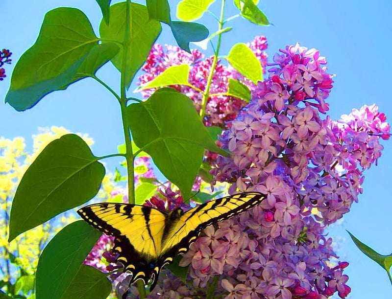 Two of my favorite things, swallowtail, sunlight, black, yellow, branch, lilacs, mauve, leaves, butterfly, green, HD wallpaper