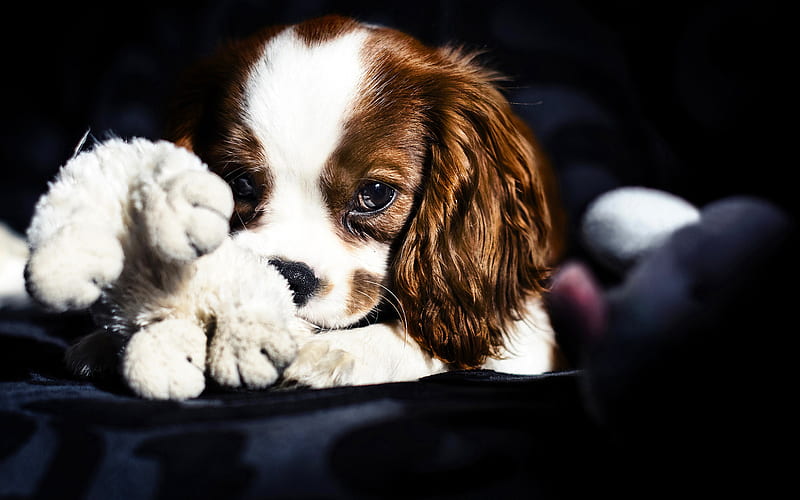 Cavalier King Charles Spaniel, puppy, pets, dogs, cute animals, toy, Cavalier King Charles Spaniel Dog, HD wallpaper