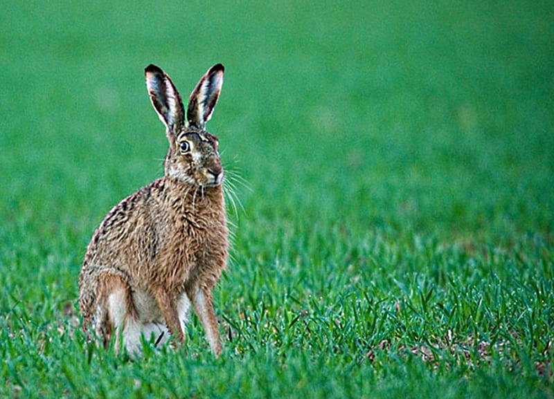 Hare, green, grass, field, stands, HD wallpaper
