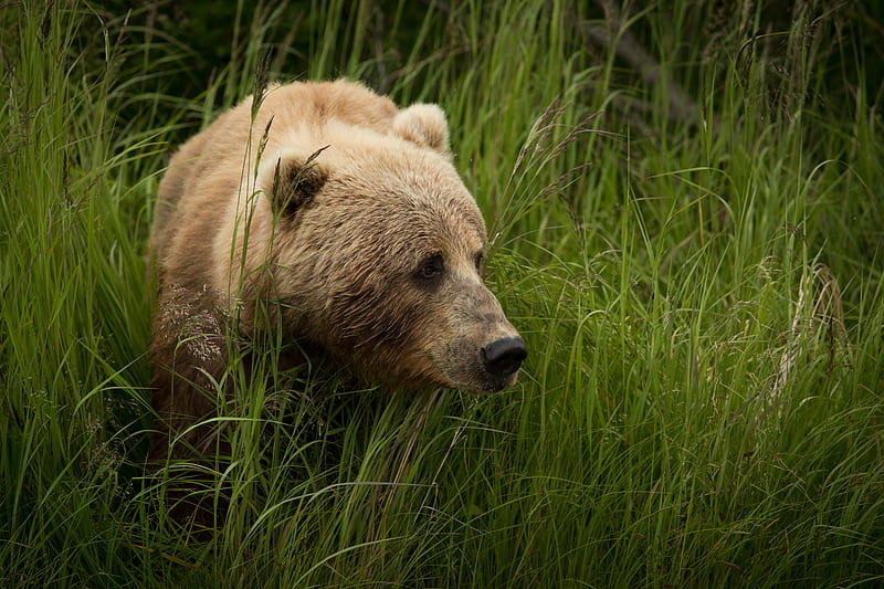bear, predator, brown, grass, HD wallpaper