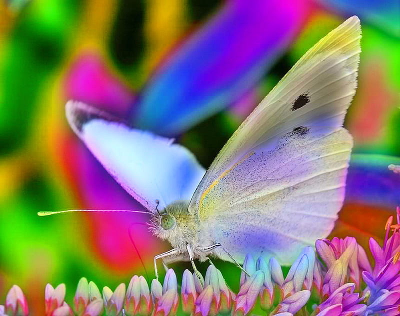 You brighten my day, butterfly, bright colors, flowers, black, white, HD wallpaper