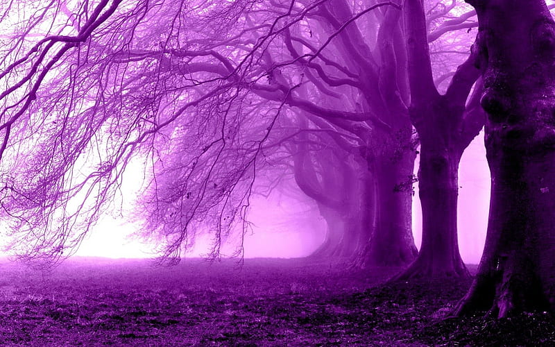 Fog Purple Trees, foggy, fog, nice, multicolor, landscapes, beauty, forests, morning, paisage, wood, , dawn, paysage, black, trees, panorama, cool, purple, awesome, violet, hop, white, colorful, scenic, autumn, bonito, carpet, seasons, trunks, purple tree, cold, roots, effects, hot, grove, scenery, graph, amazing, magenta, colors, mist, leaf, paisagem, nature, misty, frozen, scene, HD wallpaper