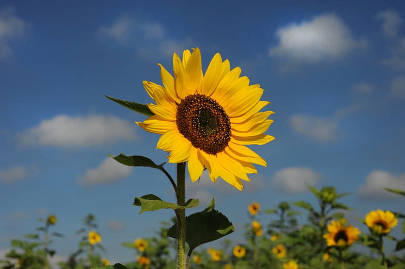 Thank you my sunflower, sun, yellow, sunflower, sky, clouds, thank you, nature, petals, sunshine, field, blue, HD wallpaper