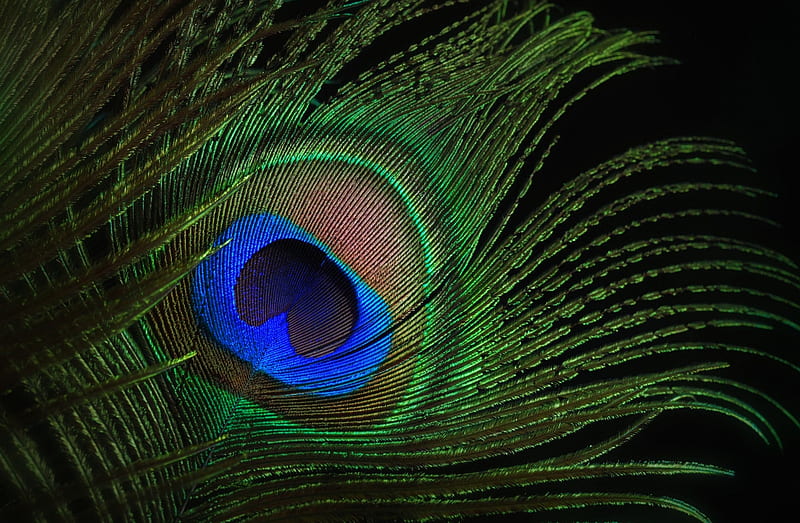 Peacock feather, blue, texture, green, feather, paun, black, peacock, HD  wallpaper | Peakpx