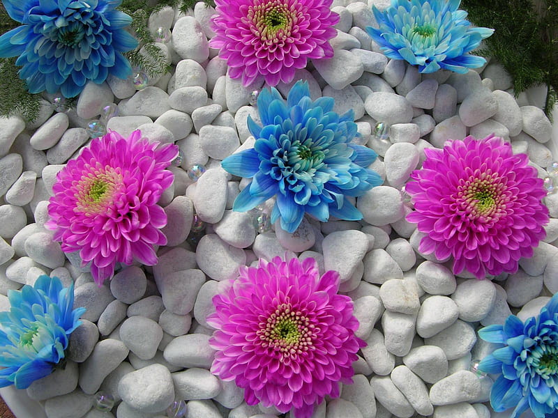 Dalia azul y púrpura, púrpura, piedra, flores, naturaleza, bonito, azul,  dalia, Fondo de pantalla HD | Peakpx