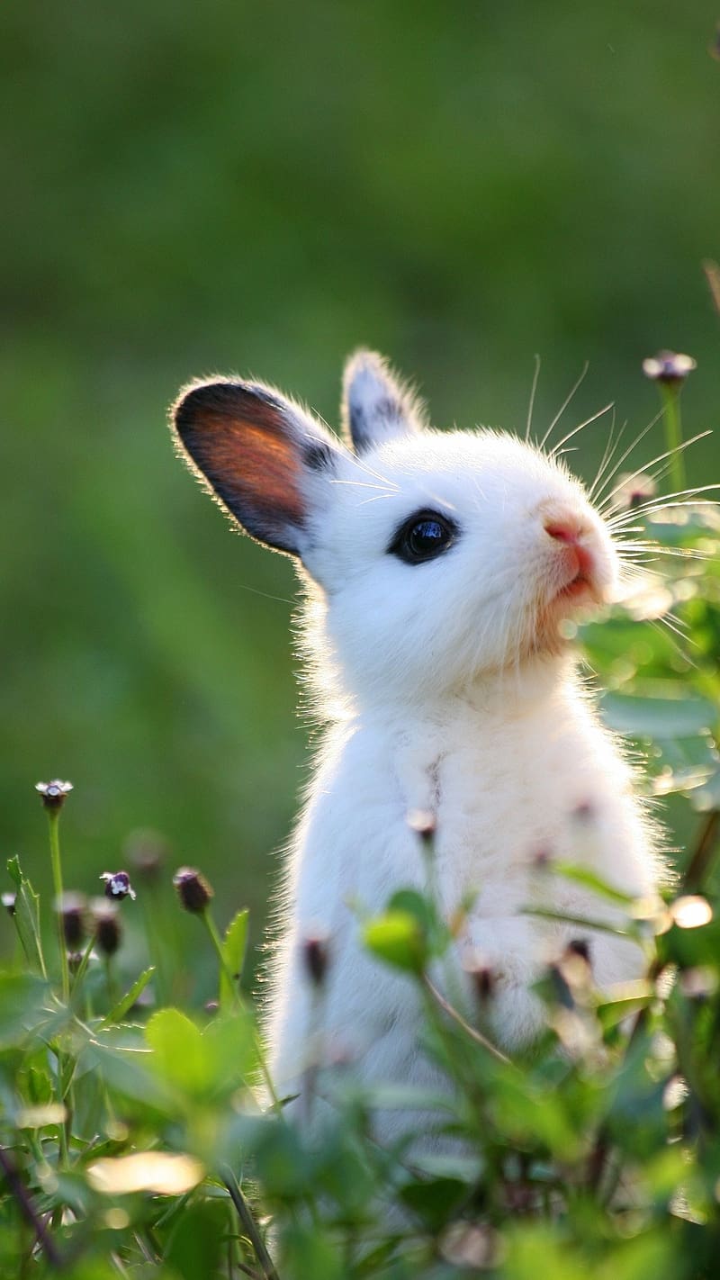 Baby Bunny Wallpapers