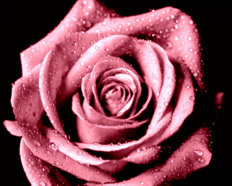Pink Open Rose, open rose, pink rose, rose, pink, HD wallpaper