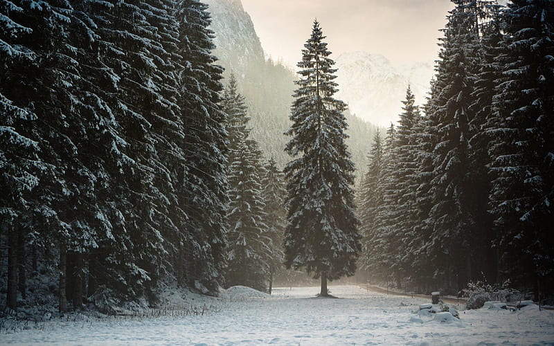 forest, alinci, snow, alpi, tyrol, austria, gori, alps, mountains, tree, winter, HD wallpaper