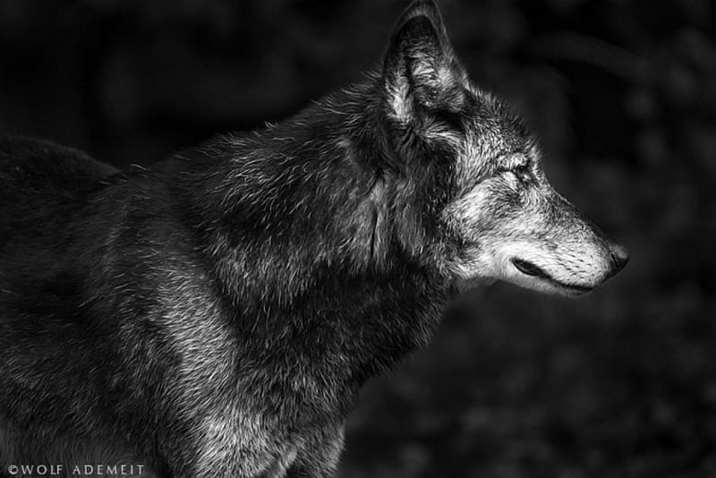 grey wolf profile, canislupus, wolf art, black, saying, timber, wolf, wolves, white, howling, wisdom, HD wallpaper