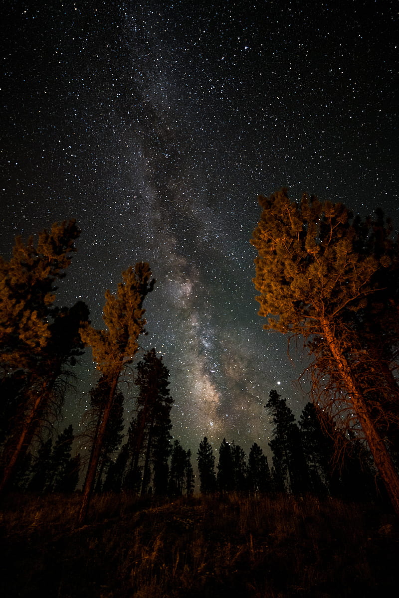 night, starry sky, trees, nebula, HD phone wallpaper