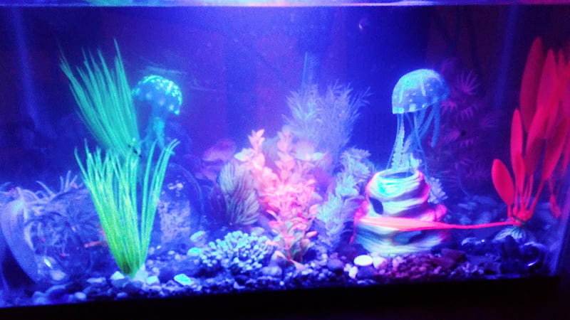 Neon glow fish tank, aquarium, blacklight, super, HD wallpaper