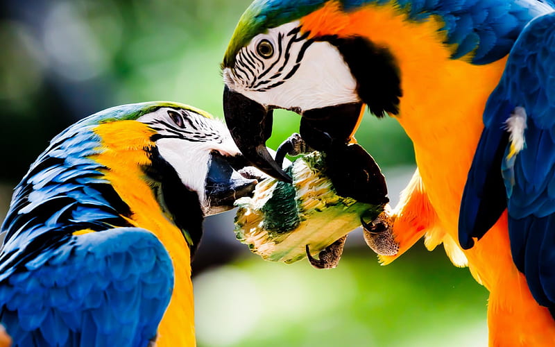 ird Blue and yellow Macaw-Animal selection, HD wallpaper
