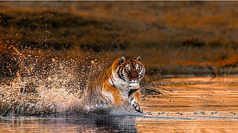 Laufendes Tiger Hintergrundbild HD