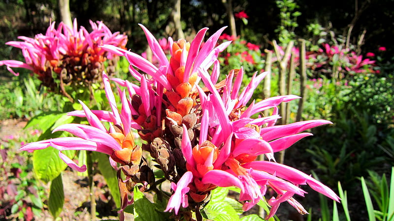 Coral Aphelandra, particular, ornamental, evergreen shrub, pink, HD wallpaper
