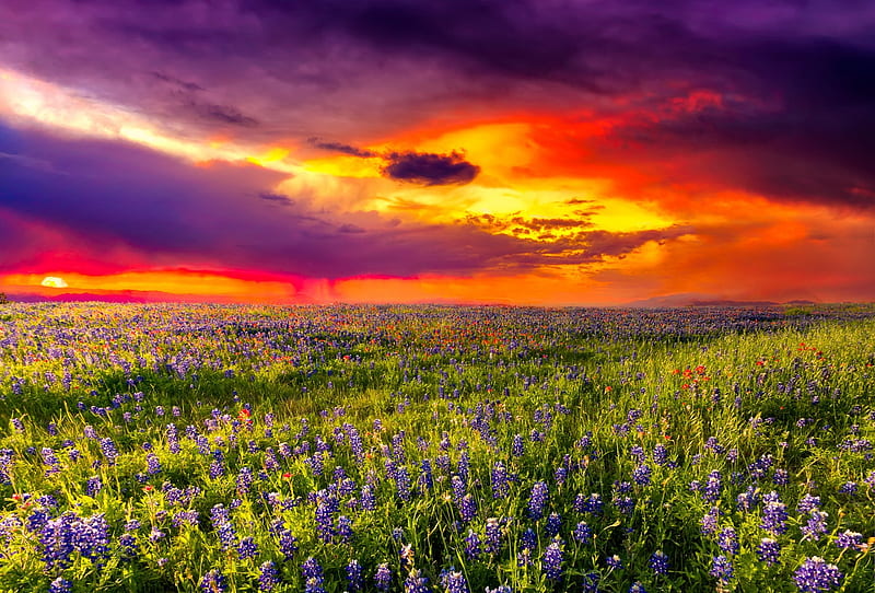Bluebonnets against a stormy sunset, Texas, colorful, fiery, dramatic, bonito, sunset, sky, clouds, storm, bluebonnets, wildflowers, summer, field, landscape, HD wallpaper