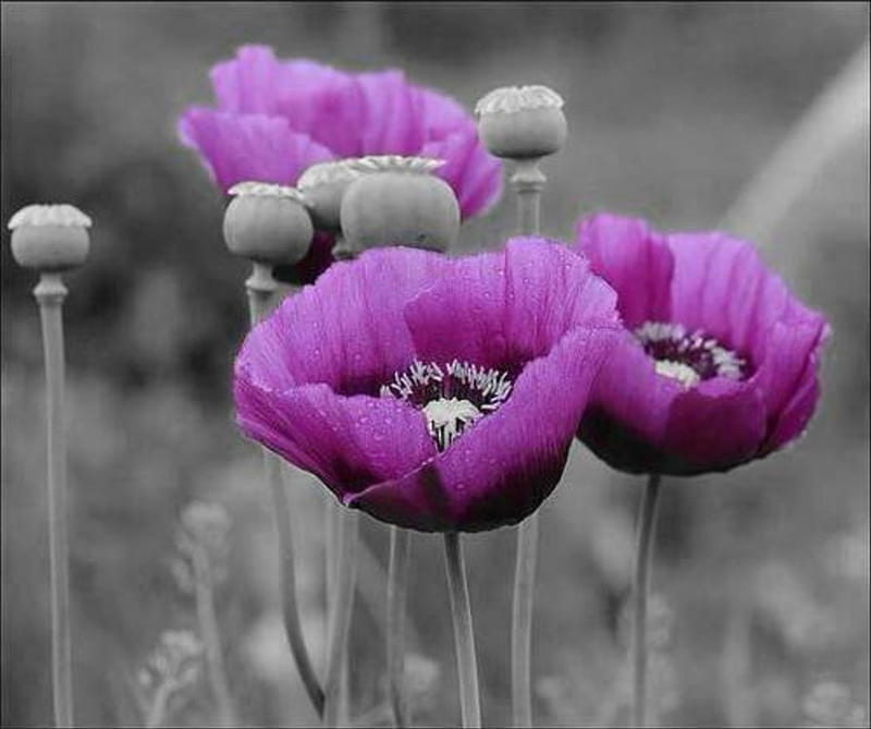 ✿ ~, misterio, morado y negro, amapolas, flores, naturaleza, bonito, Fondo  de pantalla HD | Peakpx