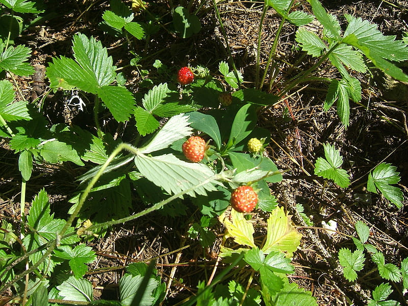 Wild Strawberry, mountain, fly, house, sky, HD wallpaper