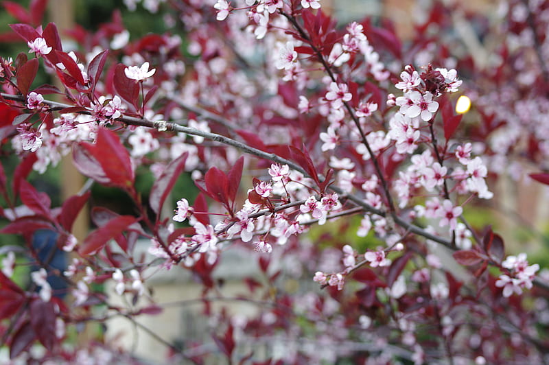 sakura, branches, flowers, bloom, spring, HD wallpaper