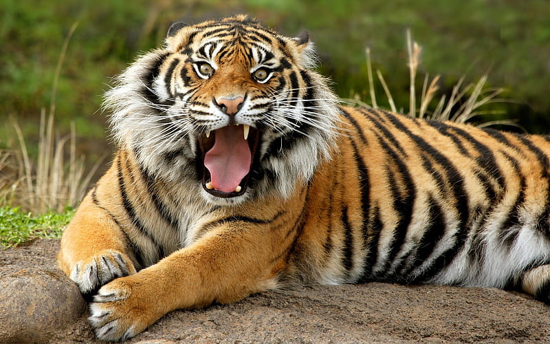 Dangerous Sumatran Tiger-Animal selected, HD wallpaper