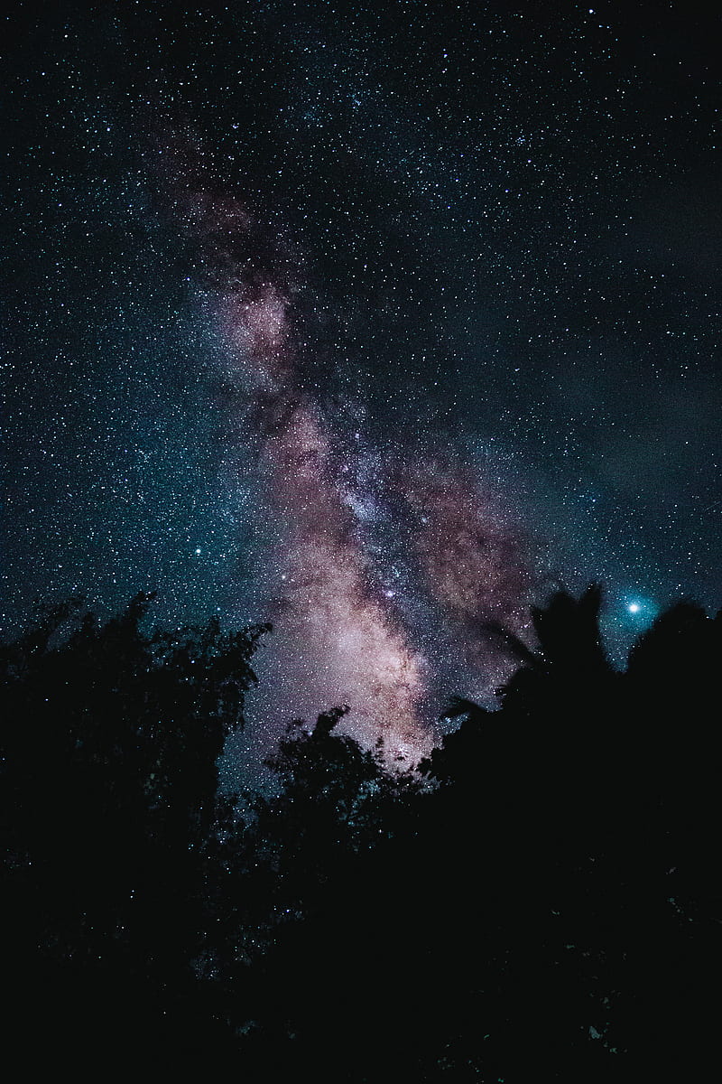 silhouette of trees across starry sky, HD phone wallpaper