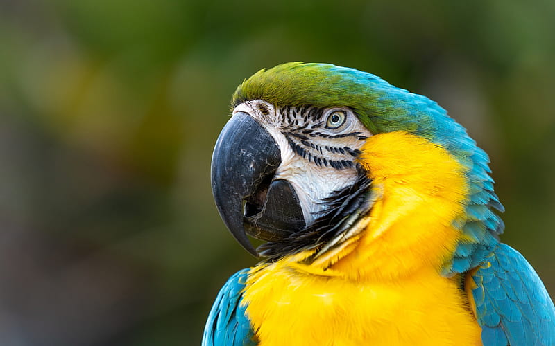 Blue and yellow macaw, beautiful bird, blue-and-gold macaw, parrots, South America, tropical forest, HD wallpaper