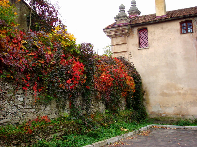 Grapevine, autumn, old town, wall, plant, HD wallpaper