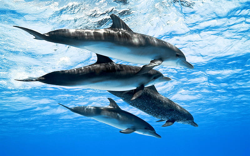 dolphins, flock, underwater world, ocean, blue water, mammals, HD wallpaper