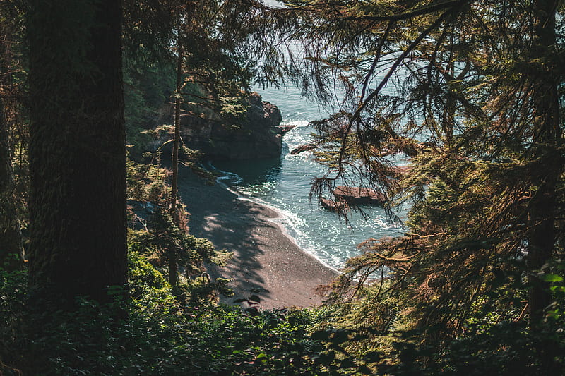 beach, coast, trees, rocks, landscape, HD wallpaper