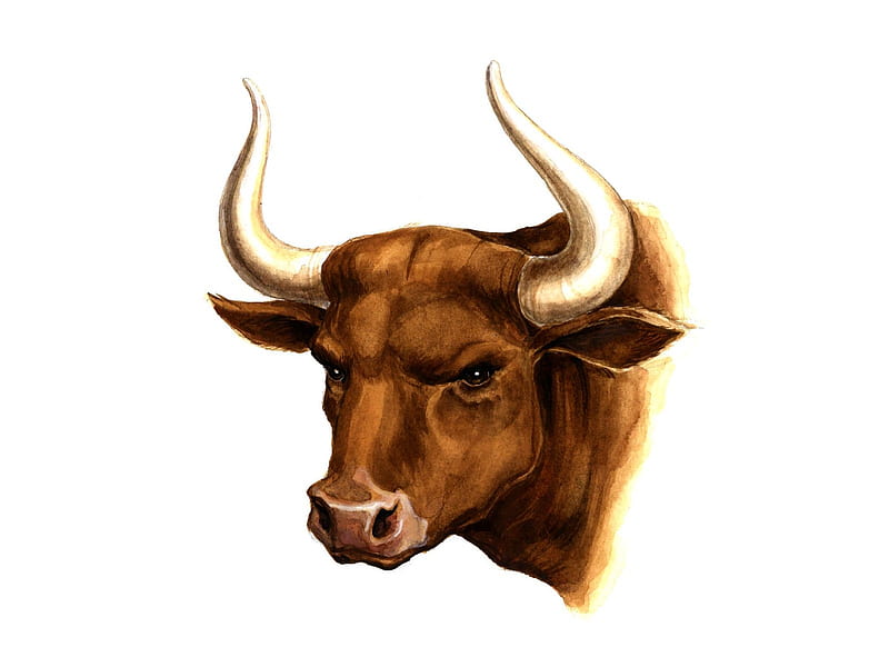 Toro, dibujar, arte, vaca, blanco, animal, cuernos, Fondo de pantalla HD |  Peakpx