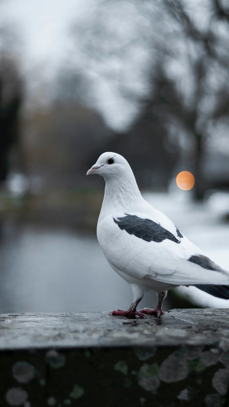 White Pigeon, bird, HD phone wallpaper | Peakpx