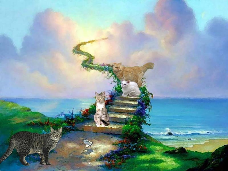 All Cats Go To Heaven, stairs, sky, clouds, stones, water, plants, flowers, heaven, cats, steps, HD wallpaper