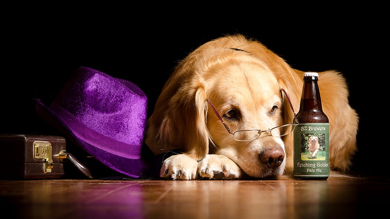 Bored, bottle, glasses, caine, black, golden retriever, animal, hat, purple, beer, dog, HD wallpaper