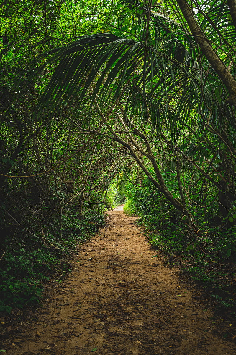 jungle, path, trees, bushes, nature, HD phone wallpaper