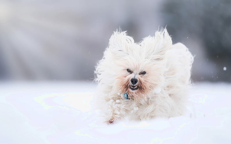 Bichon Havanese, white curly little dog, winter, snow, running dog, pets, puppies, Havanese, dog breeds, HD wallpaper
