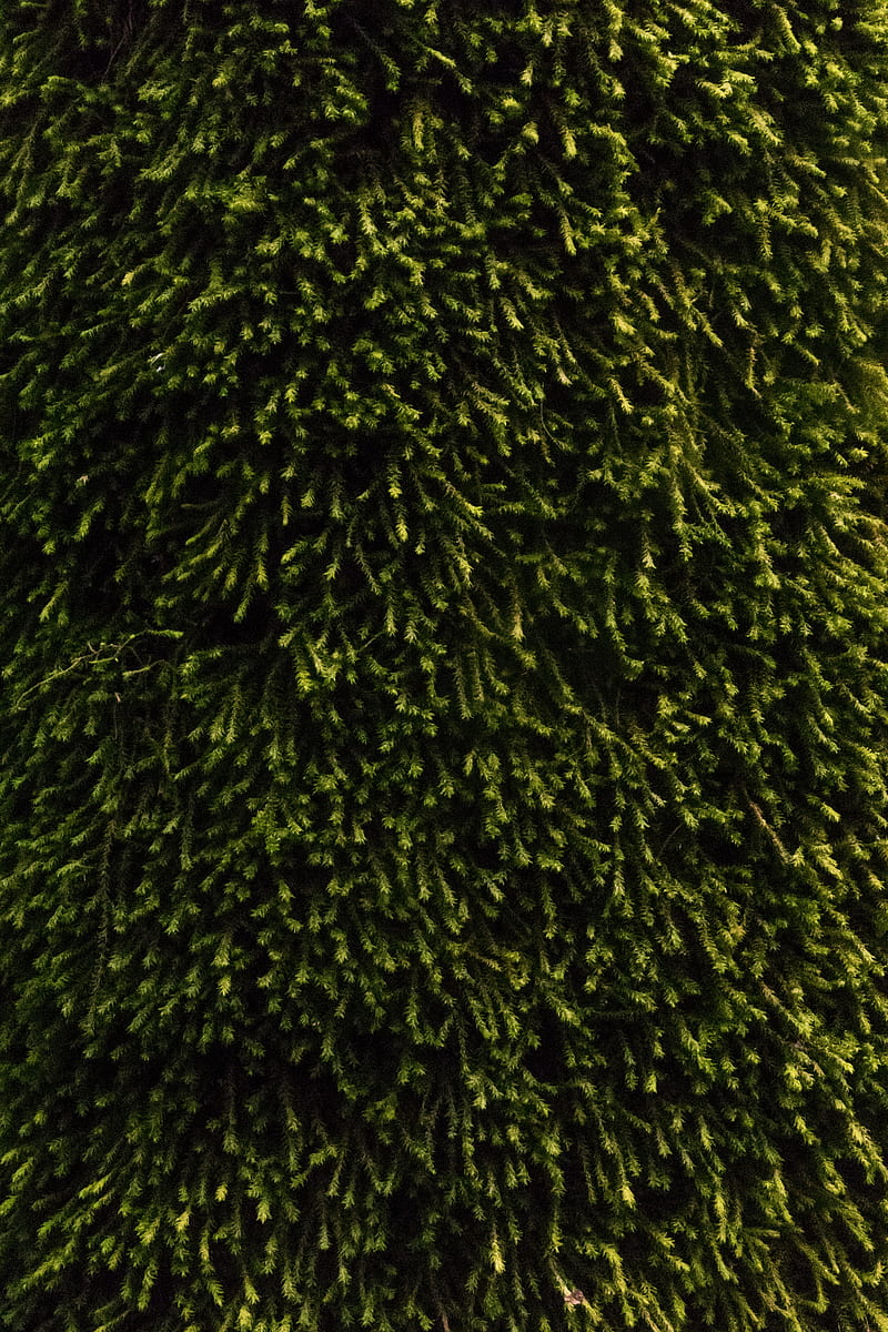 moss, vegetation, green, surface, texture, HD phone wallpaper
