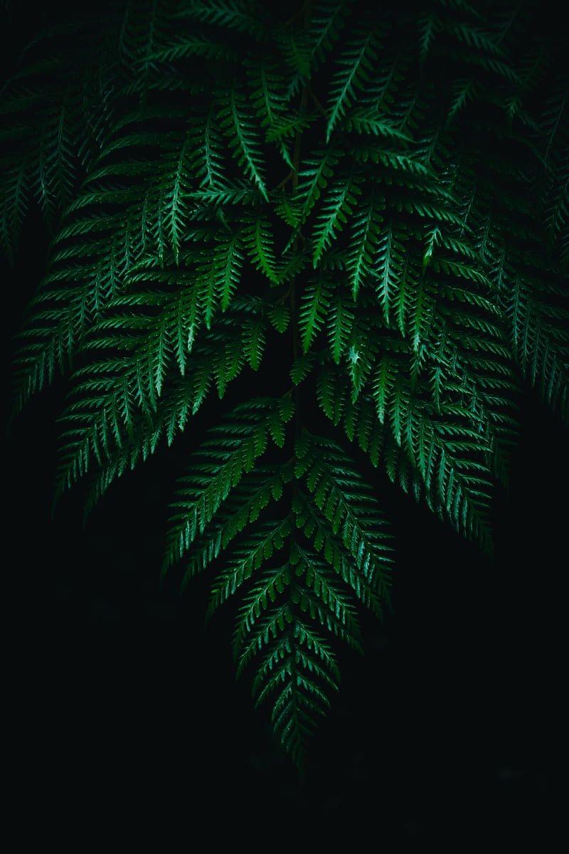 fern, leaves, branches, dark, plant, HD phone wallpaper