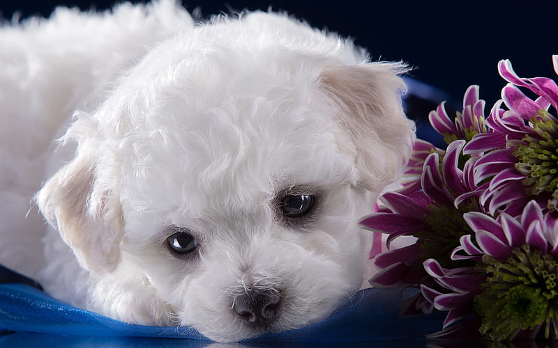Bichon Frise, white fluffy puppy, small dog, pets, French dog breeds, HD wallpaper