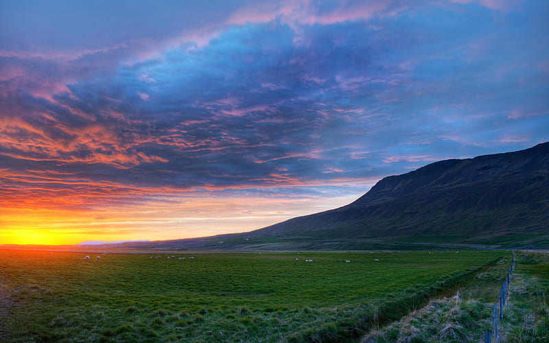 Sunset In Iceland, colorful, sun, grass, bonito, sunset, clouds, iceland, skyscape, splendor, green, beauty, sunrise, animals, blue, hills, lovely, view, sunlight, colors, sky, sheeps, sheep, rays, mountains, peaceful, nature, field, landscape, HD wallpaper