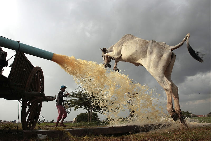 The cow jumps over the water pump, Water, Pump, Water pump, Cow, Jumps, HD wallpaper