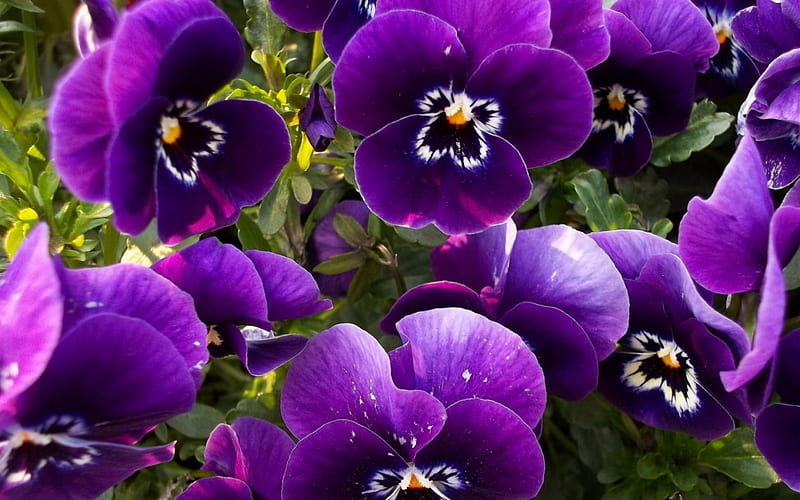 Pansies, Violet, Pansy, Flowers, Violet Pansy, Violet Pansies, Nature, Flower, HD wallpaper