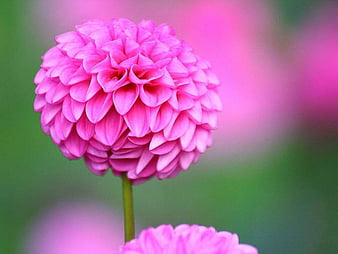Free download Single White Chrysanthemum Flower iPhone HD Wallpaper iPhone  HD [640x960] for your Desktop, Mobile & Tablet | Explore 77+ Single Flower  Wallpaper | Flower Background, Flower Wallpapers, Wallpaper Flower