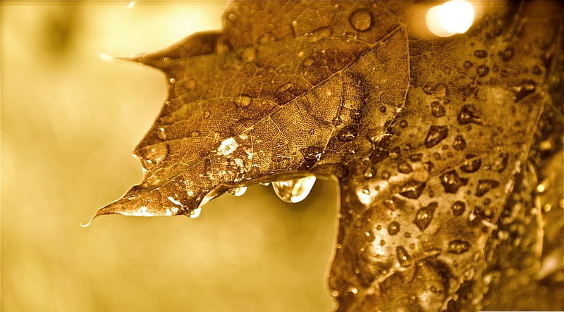 Dripping golden leaf, abstract, leaf, fall, autumn, raindrops, golden, drops, graphy, leaves close-up, macro, nature, HD wallpaper