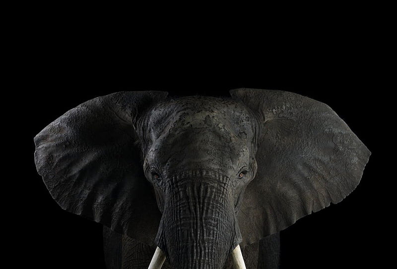 Elephant, black, tusks, ear, HD wallpaper