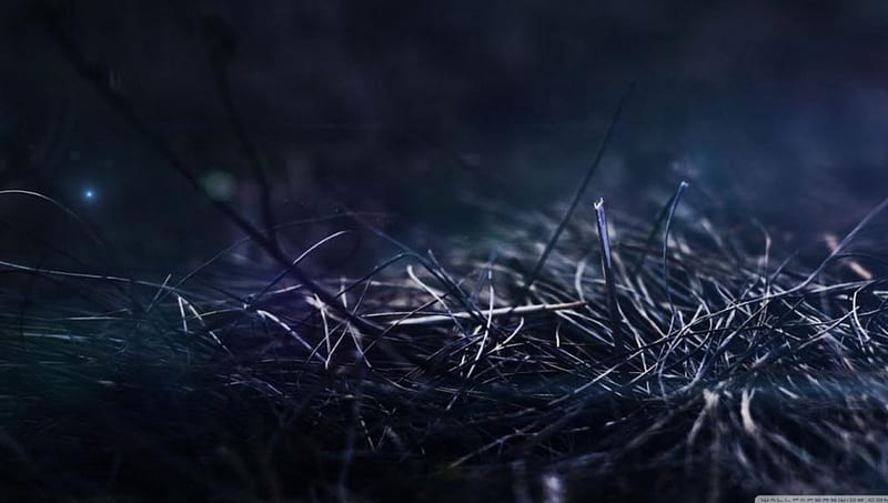 Grass at night, grass abstract, graphy macro, dark, close-up, garden, nature, field, meadow, blue, night, HD wallpaper