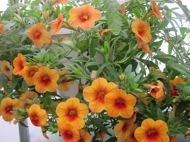 Flowers day at the greenhouse 99, graphy, green, orange, basket, Flowers, petunias, HD wallpaper