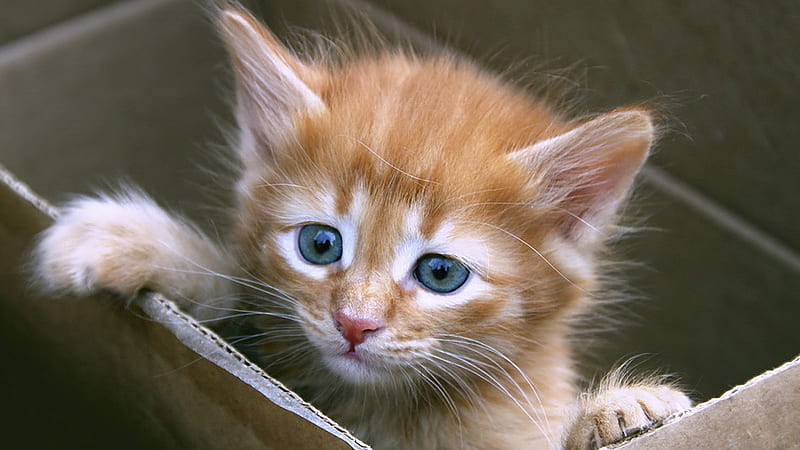 Blue Eyes Brown White Cat Kitten Inside Box Cute Cat, HD wallpaper