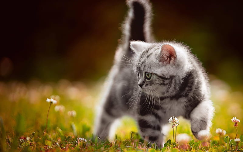 British Shorthair Cat, kitten, lawn, domestic cat, cats, cute animals, British Shorthair, HD wallpaper