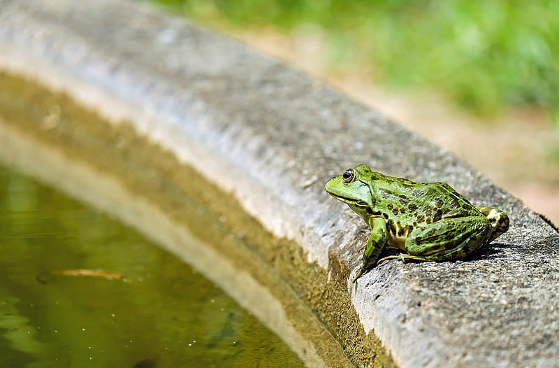 Little Frog, Water, Frogs, Pond, Amphibians, Green, Animals, Nature, HD wallpaper