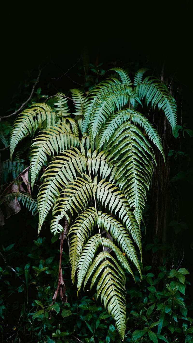 fern, plant, leaves, green, macro, nature, HD phone wallpaper